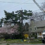 Commercial tree services