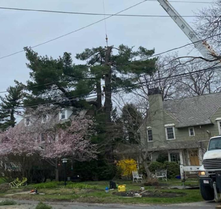 Commercial tree services