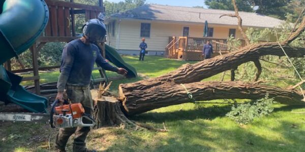 Storm-Damaged Trees