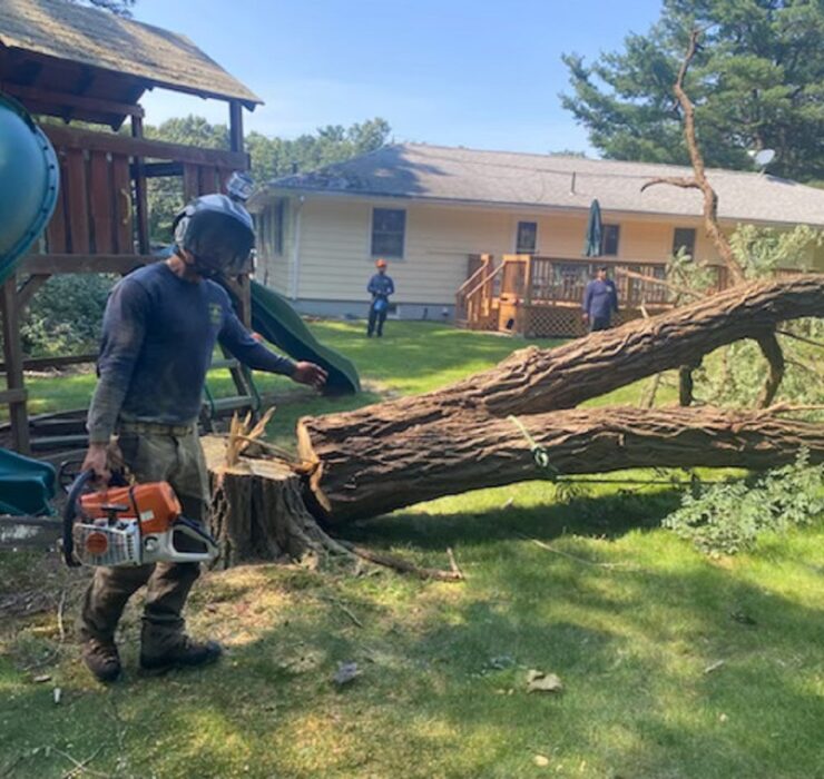 Storm-Damaged Trees