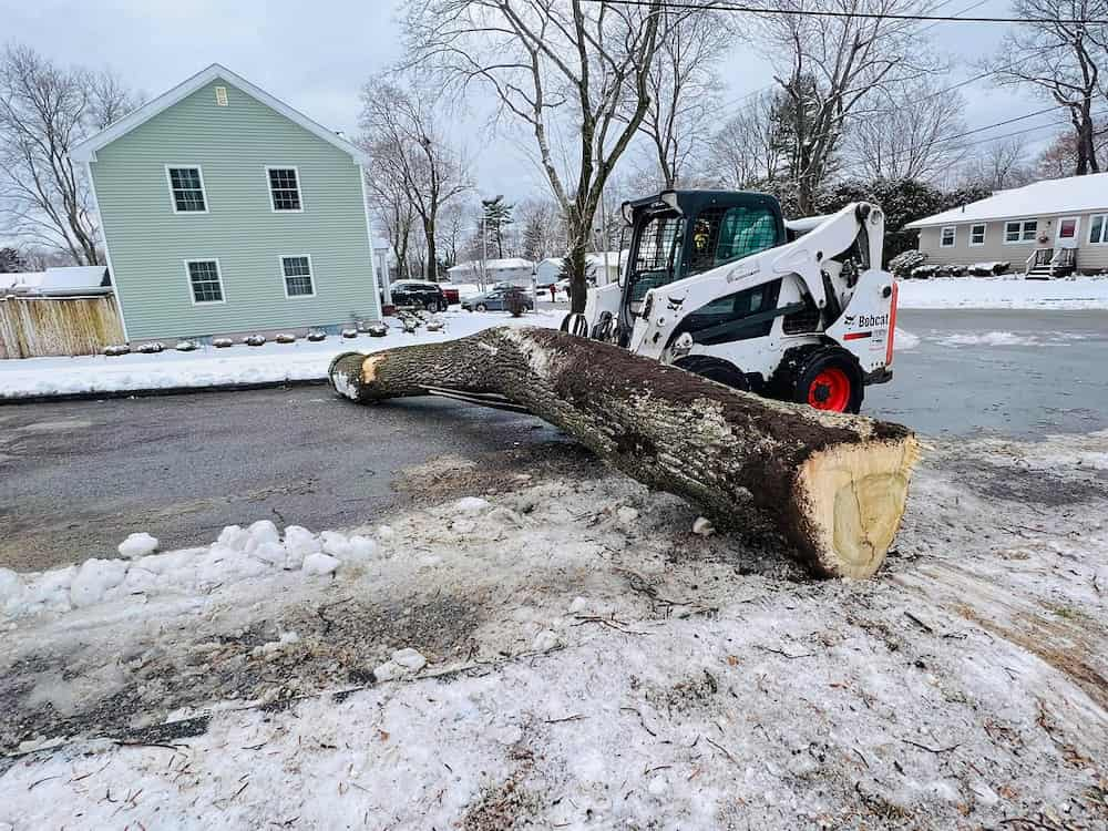 Emergency Tree Service