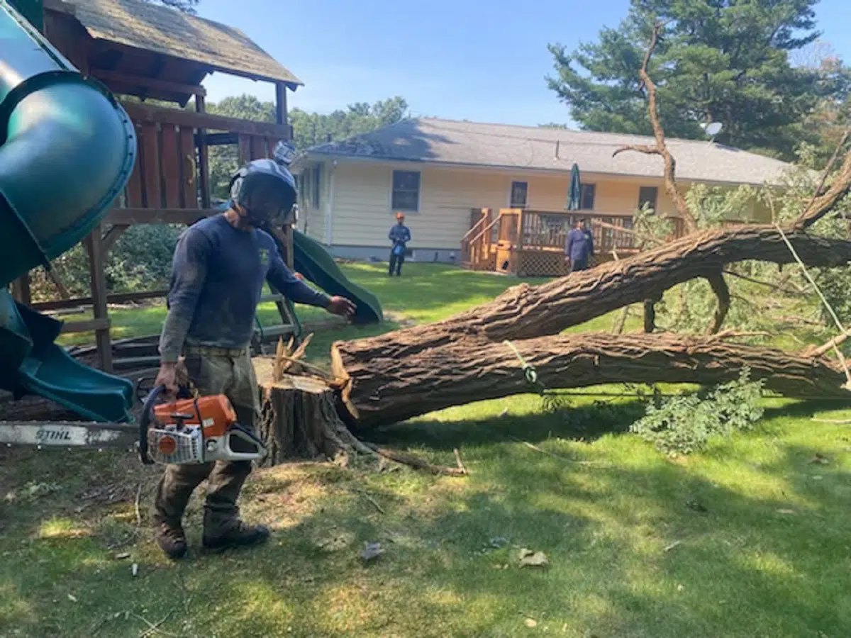 Storm-Damaged Trees