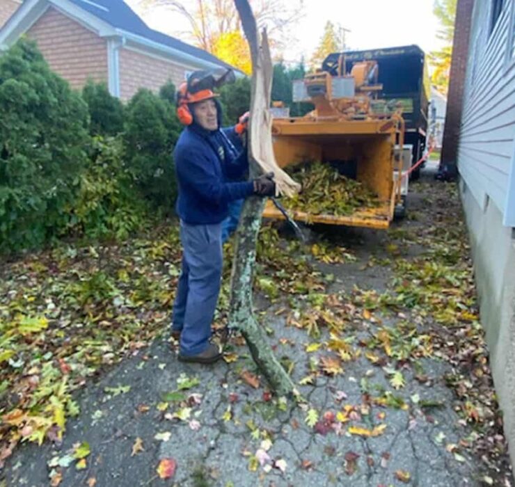 Leaf Removal