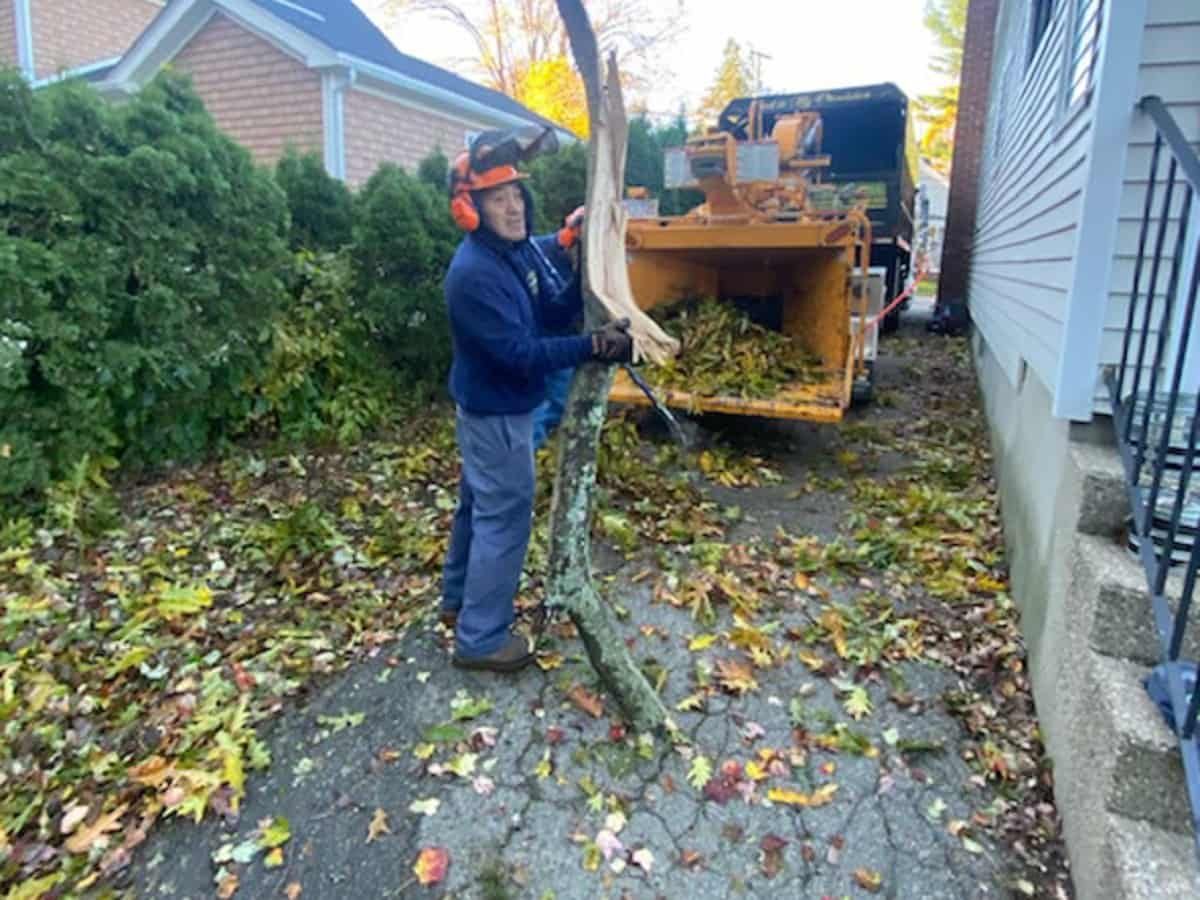 Leaf Removal