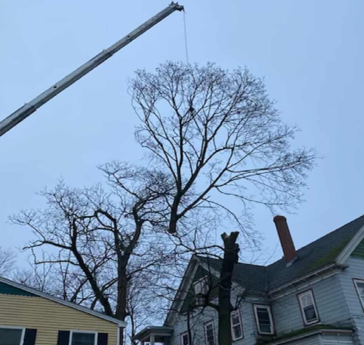 Residential Tree Service