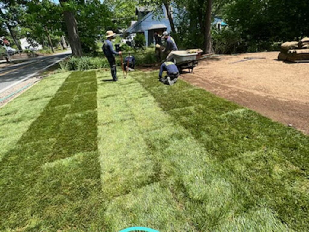 Sod Installation LUCA TREE SERVICE & LANDSCAPING INC