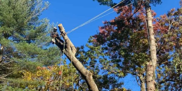 Tree Cabling service