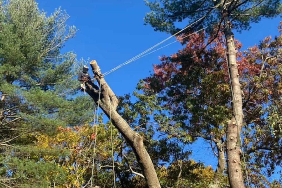 Tree Cabling service