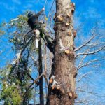 Self Tree Pruning