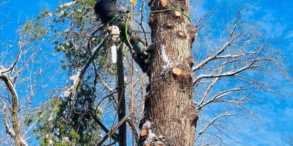 Self Tree Pruning