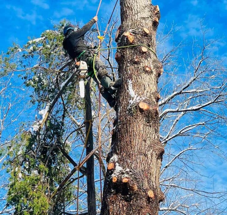 Self Tree Pruning