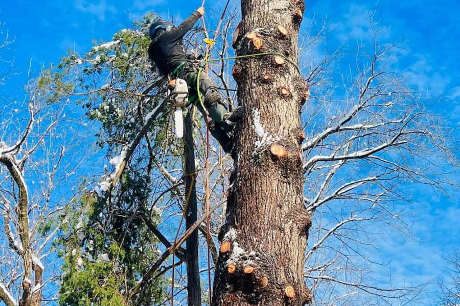 Self Tree Pruning