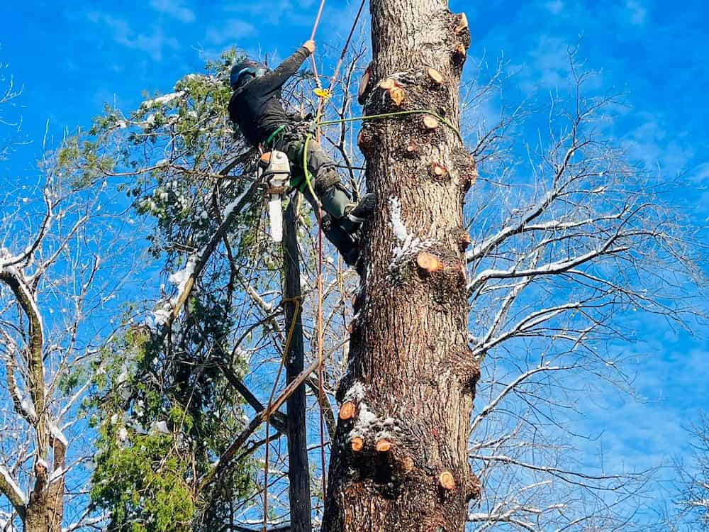 Self Tree Pruning