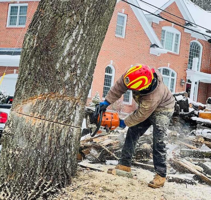 Tree Removal