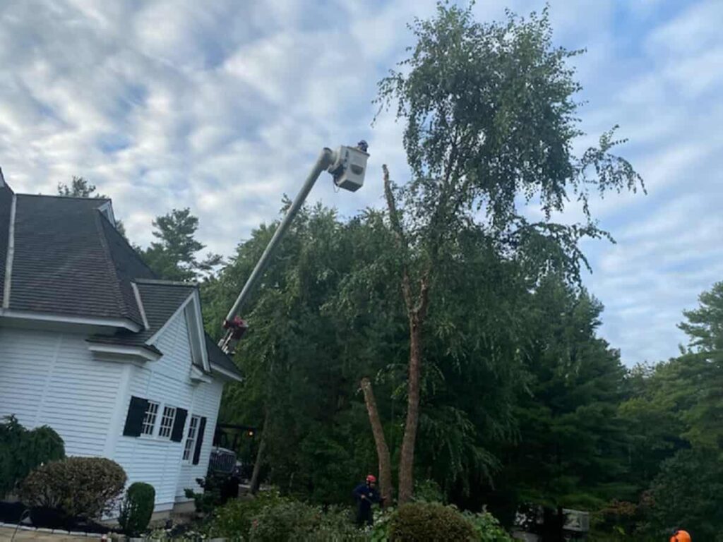 Tree Pruning LUCA TREE SERVICE & LANDSCAPING INC