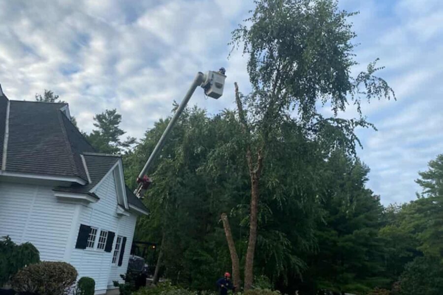 Tree Trimming Service