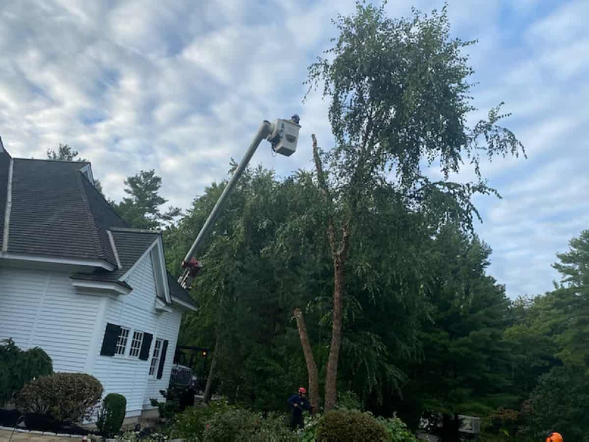 Tree Trimming Service