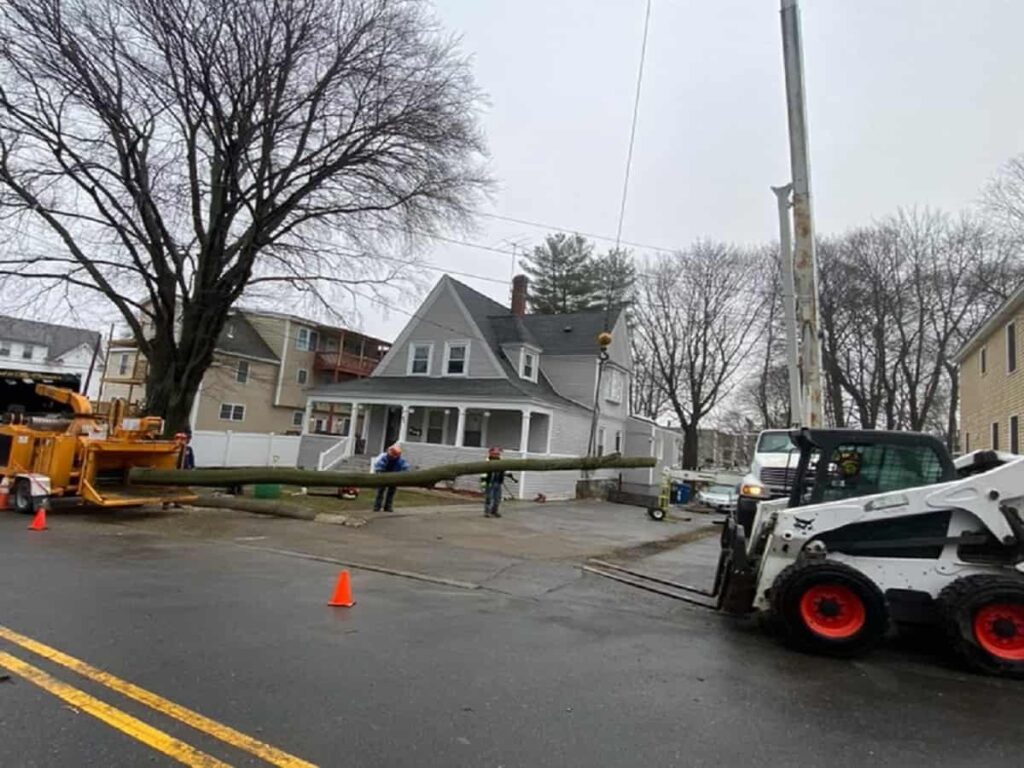 Wood Chipping & Disposal Luca Tree Services