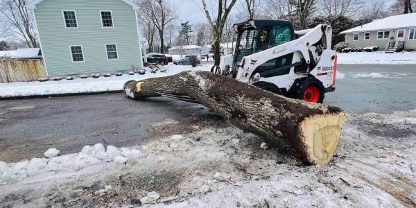 Emergency Tree Removal Solutions for Urgent Situations