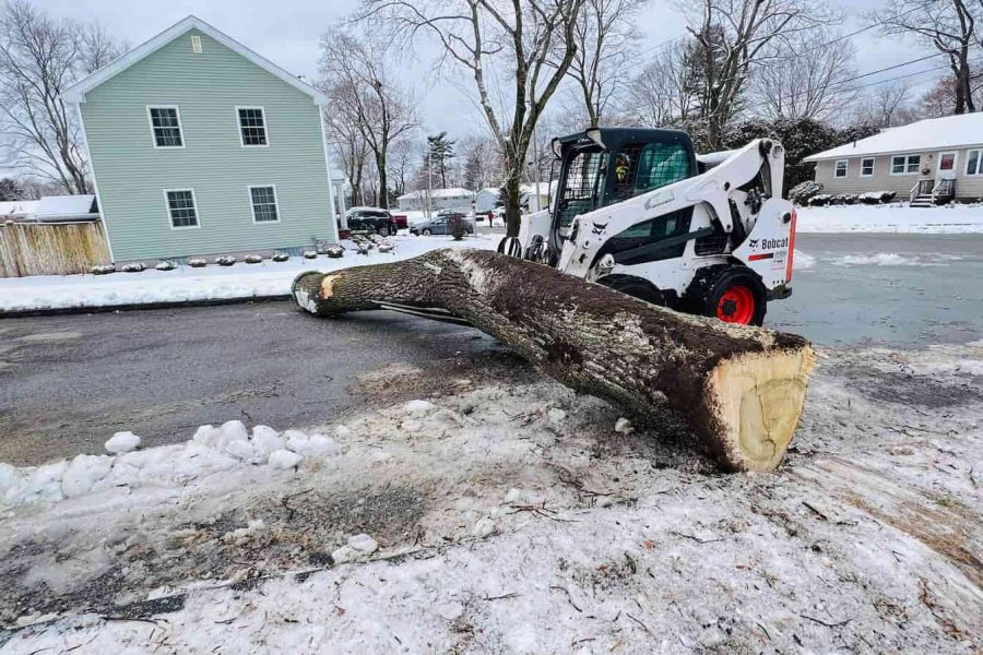 Emergency Tree Removal Solutions for Urgent Situations