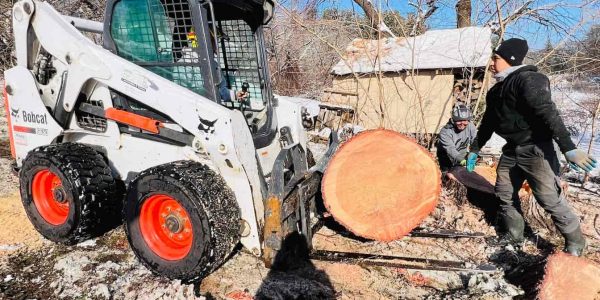 Tree Removal vs Tree Cutting: Differences in Tree Services