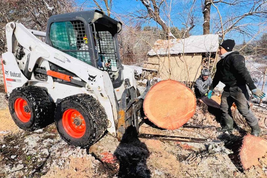 Tree Removal vs Tree Cutting: Differences in Tree Services