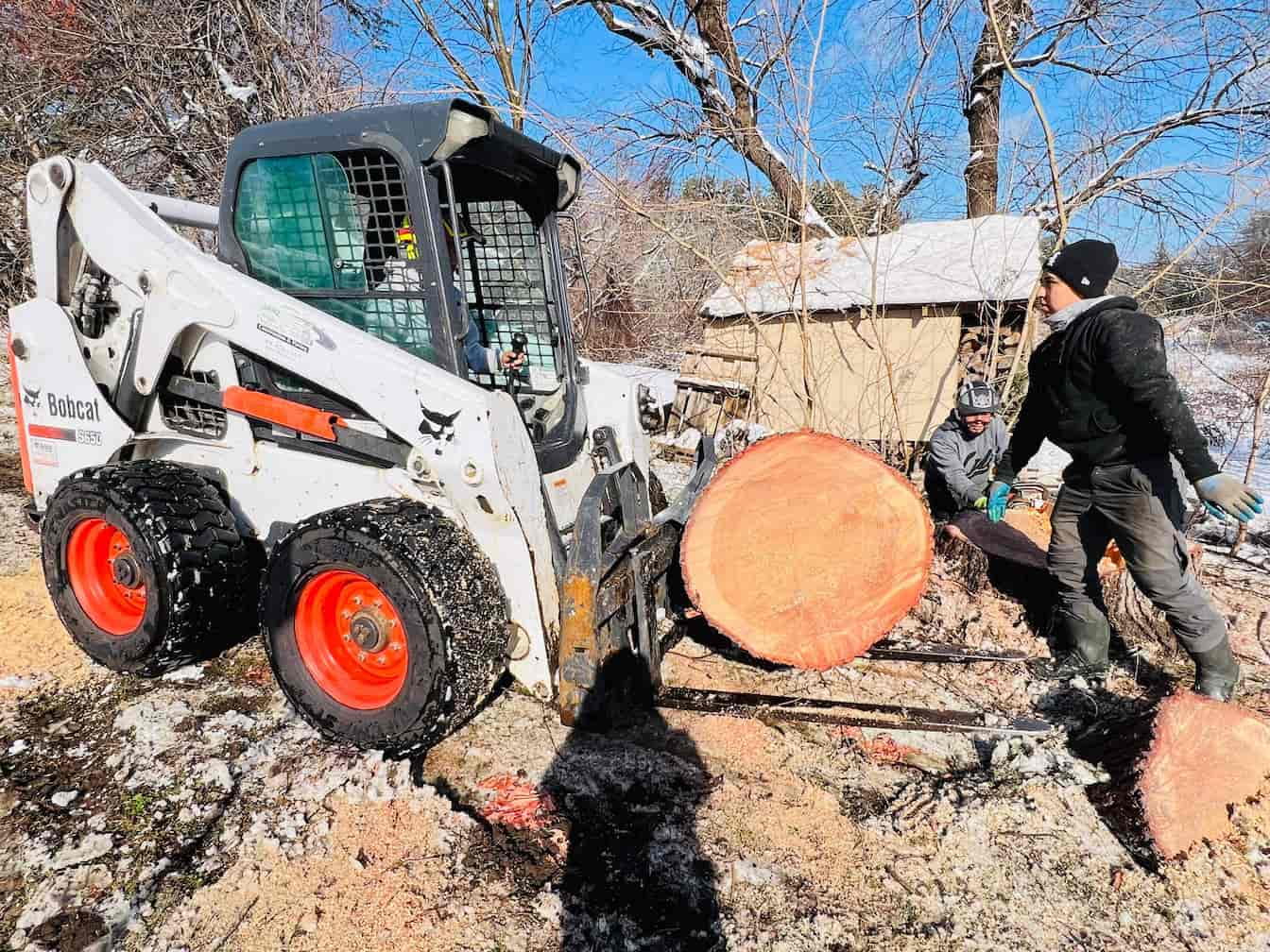 Tree Removal vs Tree Cutting: Differences in Tree Services