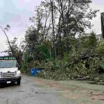 Storm-Damaged Trees: Choosing Between Removal and Recovery