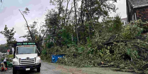 Storm-Damaged Trees: Choosing Between Removal and Recovery