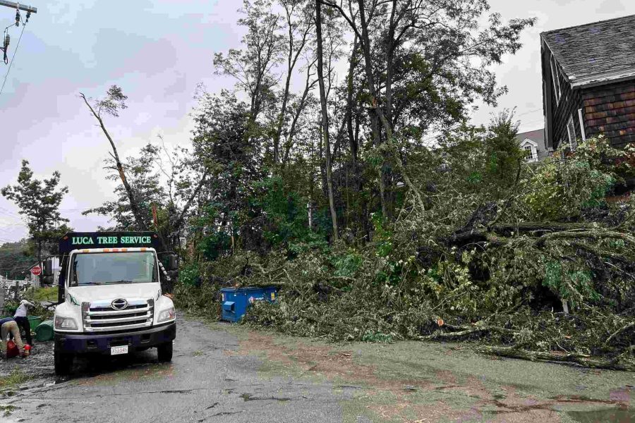 Storm-Damaged Trees: Choosing Between Removal and Recovery