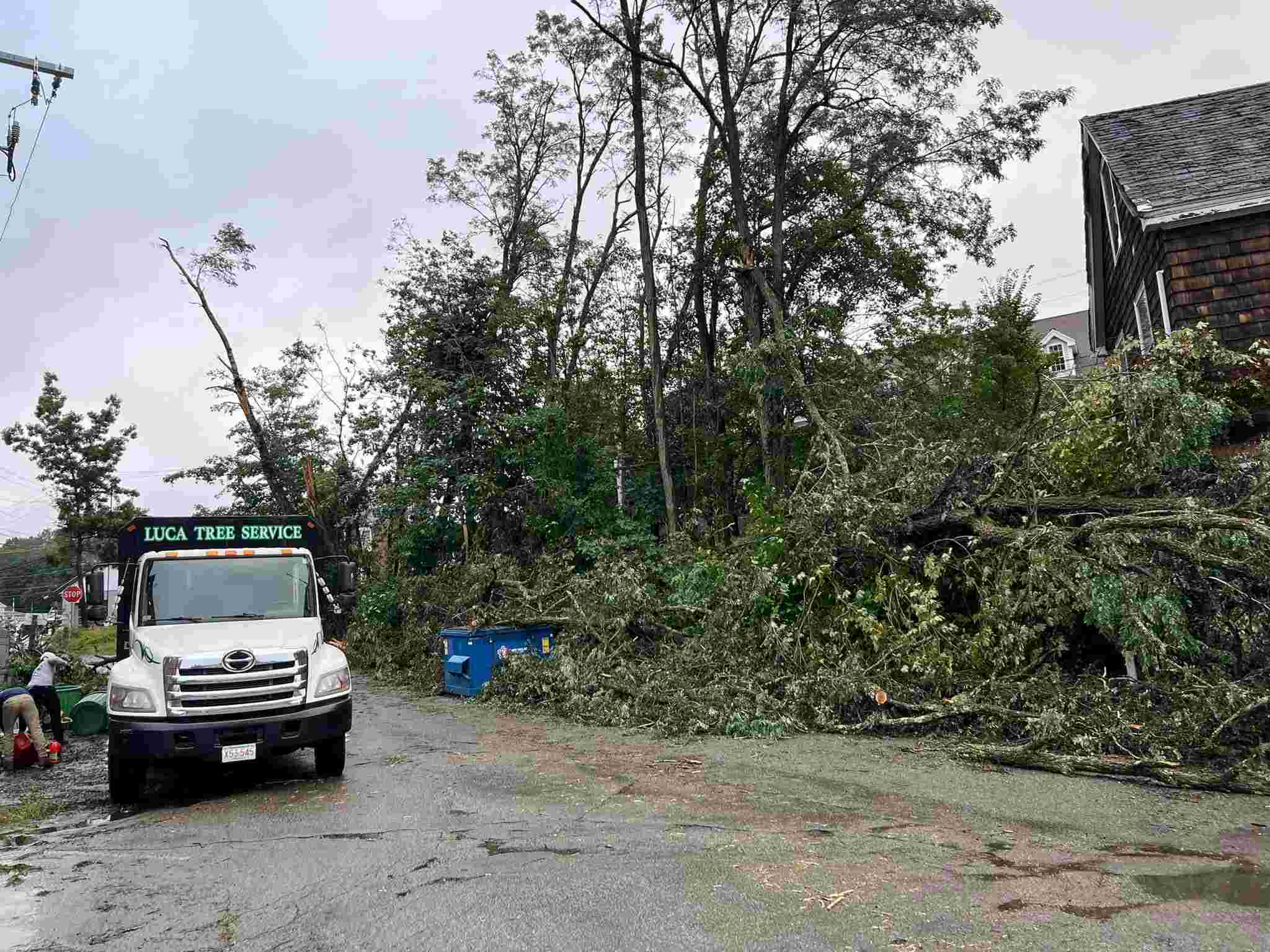 Storm-Damaged Trees: Choosing Between Removal and Recovery